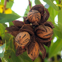Pecan Tree Seeds Carya illinoinensis – Perennial Hickory Shade Tree Seeds for Planting