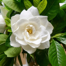 Gardenia Seeds Gardenia jasminoides – Fragrant White Flowering Evergreen Shrub Seeds