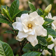 Gardenia Seeds Gardenia jasminoides – Fragrant White Flowering Evergreen Shrub Seeds