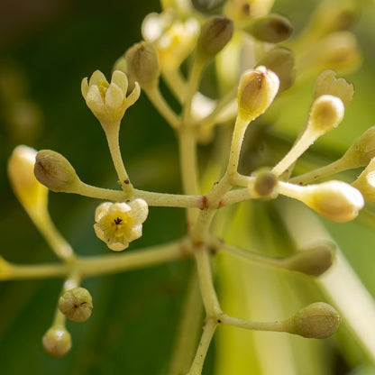 Cinnamon Tree Seeds Cinnamomum verum – Ceylon Cinnamon Evergreen Aromatic Tree Seeds