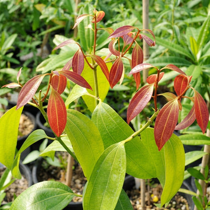 Cinnamon Tree Seeds Cinnamomum verum – Ceylon Cinnamon Evergreen Aromatic Tree Seeds