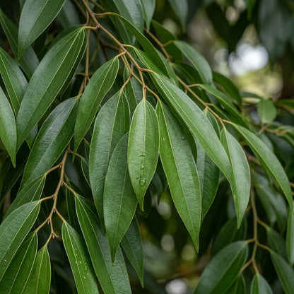 Cinnamon Tree Seeds Cinnamomum verum – Ceylon Cinnamon Evergreen Aromatic Tree Seeds