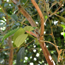 Cinnamon Tree Seeds Cinnamomum verum – Ceylon Cinnamon Evergreen Aromatic Tree Seeds