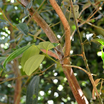 Cinnamon Tree Seeds Cinnamomum verum – Ceylon Cinnamon Evergreen Aromatic Tree Seeds