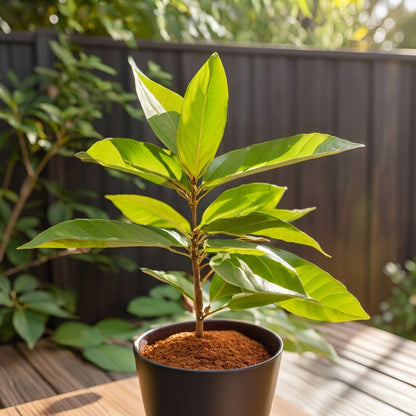 Cinnamon Tree Seeds Cinnamomum verum – Ceylon Cinnamon Evergreen Aromatic Tree Seeds