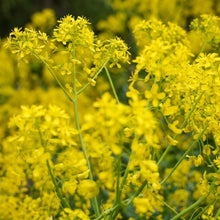 Dyer's Woad Seeds Isatis tinctoria – Traditional Natural Dye & Ornamental Garden Plant Seeds