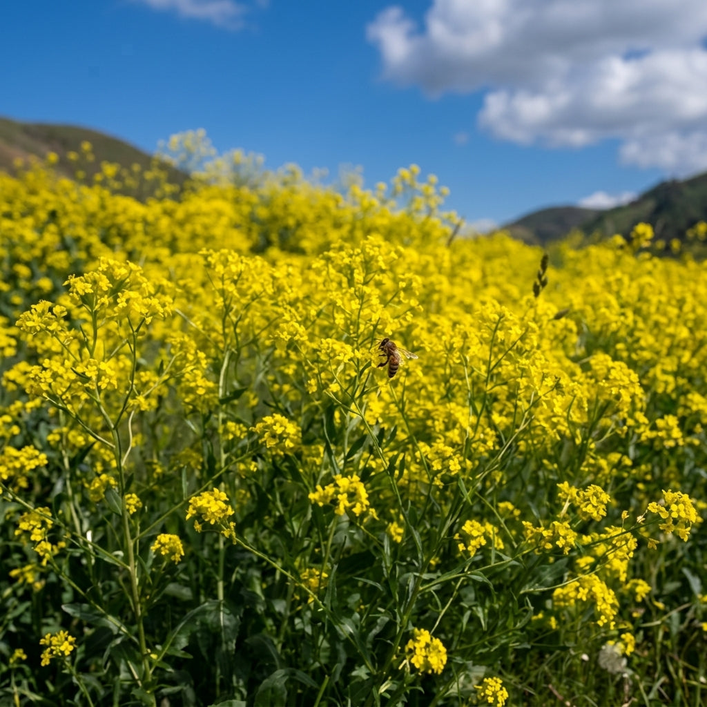 Dyer's Woad Seeds Isatis tinctoria – Traditional Natural Dye & Ornamental Garden Plant Seeds