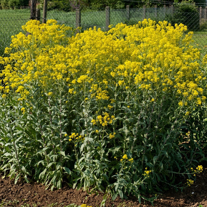 Dyer's Woad Seeds Isatis tinctoria – Traditional Natural Dye & Ornamental Garden Plant Seeds