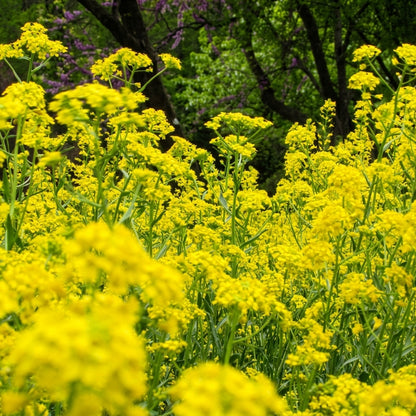Dyer's Woad Seeds Isatis tinctoria – Traditional Natural Dye & Ornamental Garden Plant Seeds