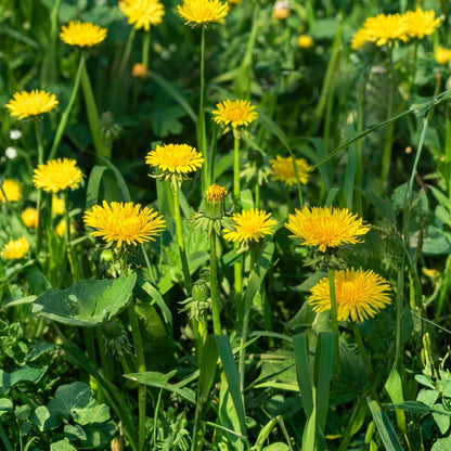 Dandelion Seeds Taraxacum officinale – Open Pollinated Garden Seeds for Planting