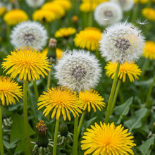 Dandelion Seeds Taraxacum officinale – Open Pollinated Garden Seeds for Planting