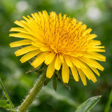 Dandelion Seeds Taraxacum officinale – Open Pollinated Garden Seeds for Planting