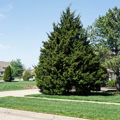 Eastern Red Cedar Tree Seeds Juniperus virginiana – Evergreen Ornamental Cedar Tree Seeds