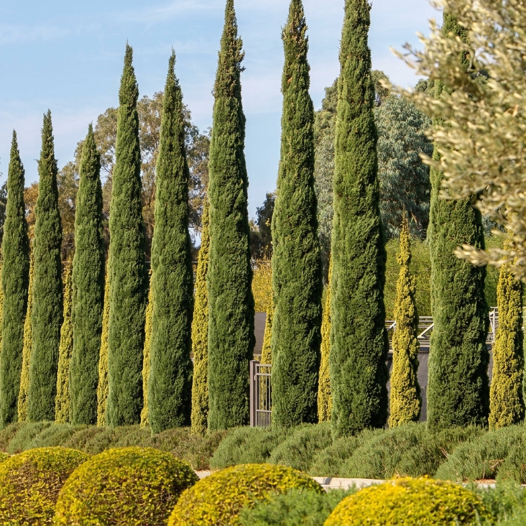Italian Cypress Seeds Cupressus sempervirens – Columnar Evergreen Privacy Hedge Tree Seeds