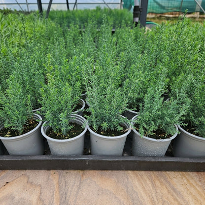 Italian Cypress Seeds Cupressus sempervirens – Columnar Evergreen Privacy Hedge Tree Seeds