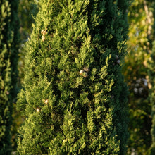 Italian Cypress Seeds Cupressus sempervirens – Columnar Evergreen Privacy Hedge Tree Seeds