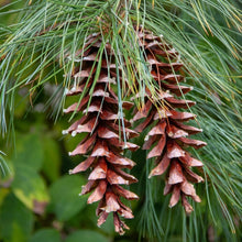 White Pine Tree Seeds Pinus strobus – Evergreen Conifer Landscape Tree Seeds