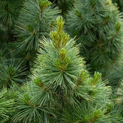 White Pine Tree Seeds Pinus strobus – Evergreen Conifer Landscape Tree Seeds