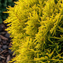 Golden Oriental Arborvitae Seeds Platycladus orientalis Aurea – Ornamental Evergreen Hedge Tree Seeds