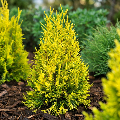 Golden Oriental Arborvitae Seeds Platycladus orientalis Aurea – Ornamental Evergreen Hedge Tree Seeds