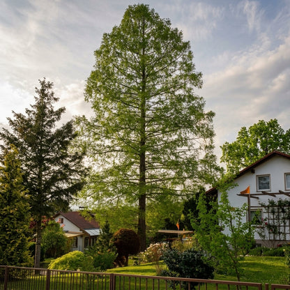 Dawn Redwood Tree Seeds Metasequoia glyptostroboides – Ornamental Deciduous Redwood Seeds