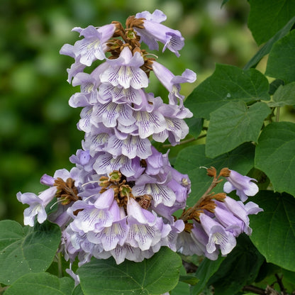 Paulownia fortunei Seeds – Fortune's Empress Dragon Tree Ornamental Tree Seeds