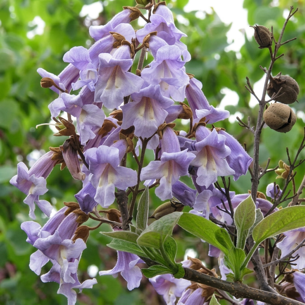 Paulownia fortunei Seeds – Fortune's Empress Dragon Tree Ornamental Tree Seeds