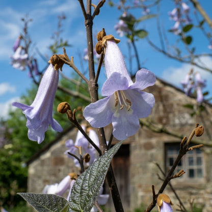 Paulownia fortunei Seeds – Fortune's Empress Dragon Tree Ornamental Tree Seeds
