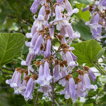 Paulownia fortunei Seeds – Fortune's Empress Dragon Tree Ornamental Tree Seeds