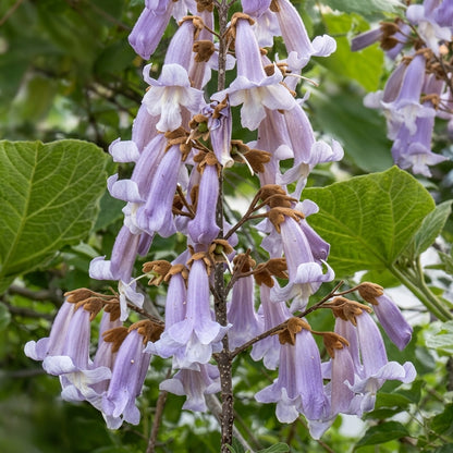 Paulownia fortunei Seeds – Fortune's Empress Dragon Tree Ornamental Tree Seeds
