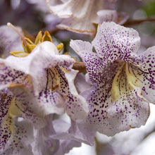 Paulownia fortunei Seeds – Fortune's Empress Dragon Tree Ornamental Tree Seeds