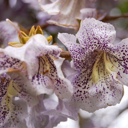 Paulownia fortunei Seeds – Fortune's Empress Dragon Tree Ornamental Tree Seeds