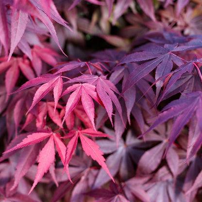 Red Japanese Maple Tree Seeds Acer palmatum Atropurpureum – Ornamental Red Foliage Maple Seeds