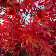 Red Japanese Maple Tree Seeds Acer palmatum Atropurpureum – Ornamental Red Foliage Maple Seeds