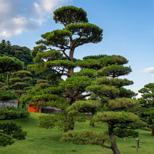 Japanese Black Pine Bonsai Tree Seeds Pinus thunbergii – Ornamental Pine Tree Seeds