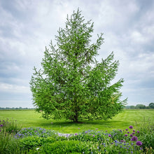 Japanese Larch Tree Seeds Larix kaempferi – Deciduous Conifer Bonsai & Landscape Tree Seeds