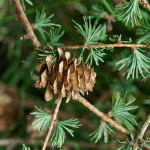 Japanese Larch Tree Seeds Larix kaempferi – Deciduous Conifer Bonsai & Landscape Tree Seeds
