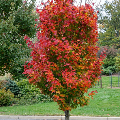 Red Maple Seeds Acer rubrum – Ornamental Shade Tree Seeds for Planting