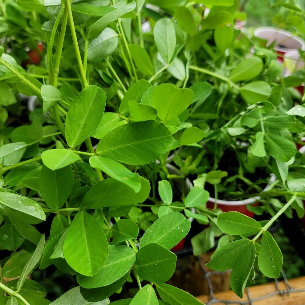 Tennessee Red Valencia Peanut Seeds Arachis hypogaea – Groundnut Seeds for Planting