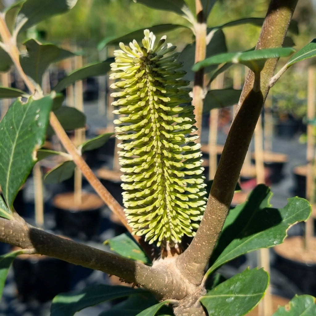 Lantern Banksia Tree Seeds – Flowering Banksia Ornamental Tree Seeds