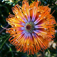 Lantern Banksia Tree Seeds – Flowering Banksia Ornamental Tree Seeds