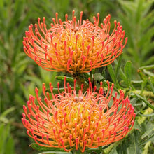 Lantern Banksia Tree Seeds – Flowering Banksia Ornamental Tree Seeds