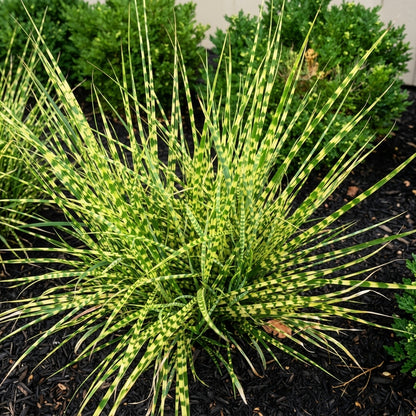 Chinese Silvergrass Seeds Miscanthus sinensis – Ornamental Grass Seeds with Silver Plumes