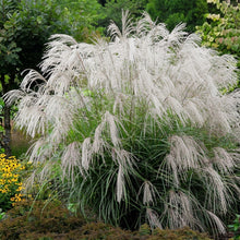 Chinese Silvergrass Seeds Miscanthus sinensis – Ornamental Grass Seeds with Silver Plumes