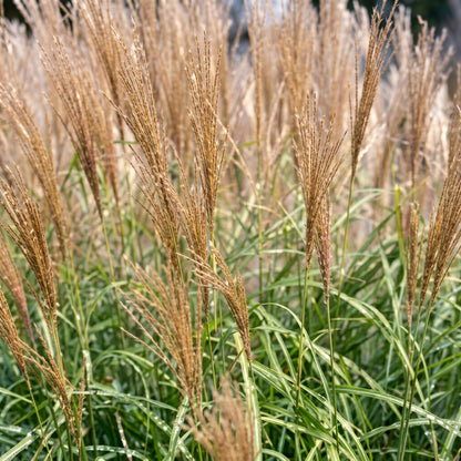 Chinese Silvergrass Seeds Miscanthus sinensis – Ornamental Grass Seeds with Silver Plumes