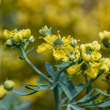 Common Rue Seeds Ruta graveolens – Perennial Herb Seeds for Outdoor Garden & Containers