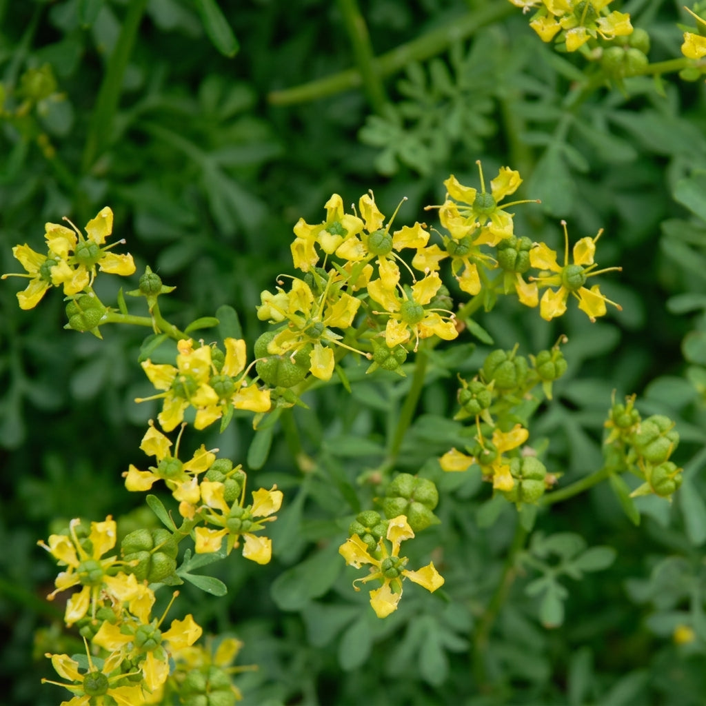 Common Rue Seeds Ruta graveolens – Perennial Herb Seeds for Outdoor Garden & Containers