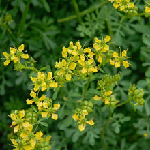Common Rue Seeds Ruta graveolens – Perennial Herb Seeds for Outdoor Garden & Containers