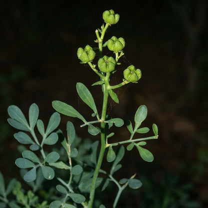 Common Rue Seeds Ruta graveolens – Perennial Herb Seeds for Outdoor Garden & Containers
