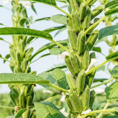 White Sesame Seeds for Planting – Gingelly Til Sesamum indicum Heirloom Oilseed Seeds